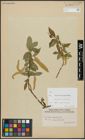 Foto von Salix alba L. x Salix pentandra L.